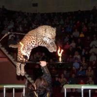 «Цирк зверей» приглашает на обновленную программу