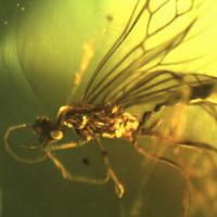 Выставка янтаря в Ессентуках