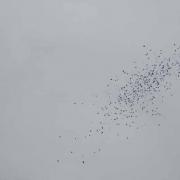 IMG_0630.jpg